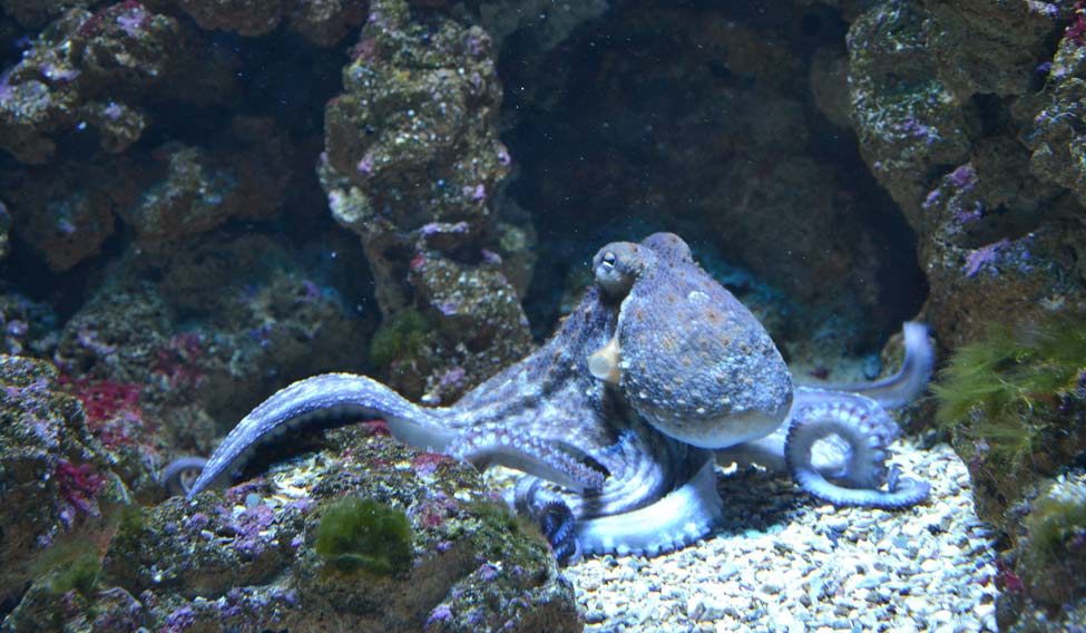 octopus-pix