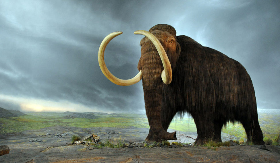woolly-mammoth