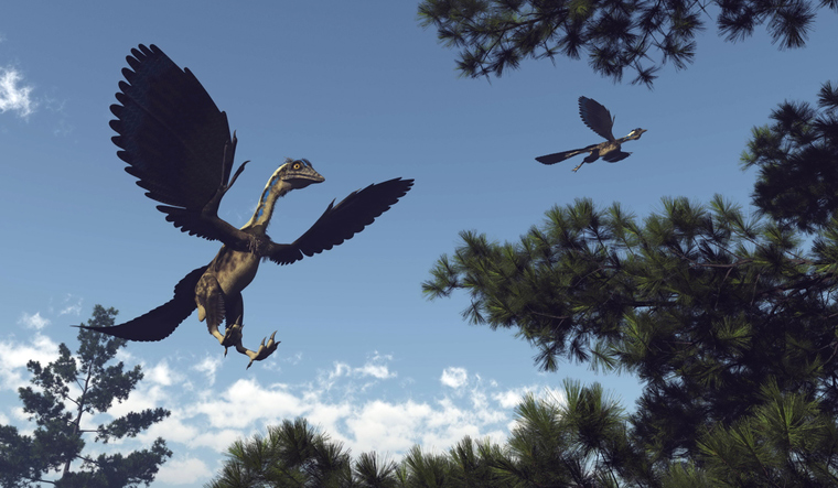 Archeopteryx-birds-flying-dinosaurs-dinosaur-shut
