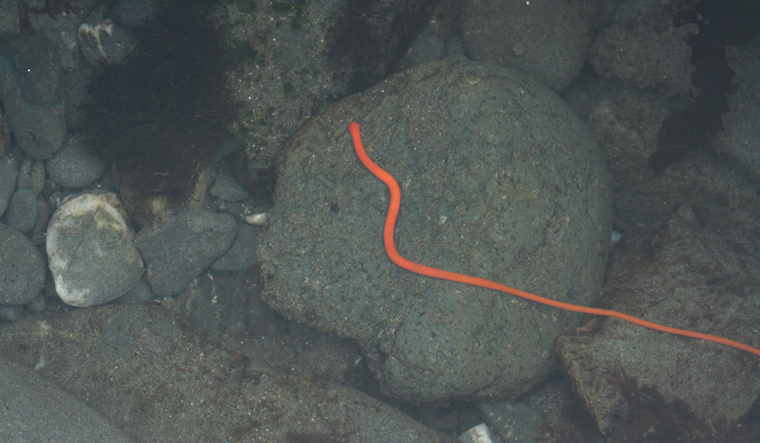 marine-ribbon-worm-