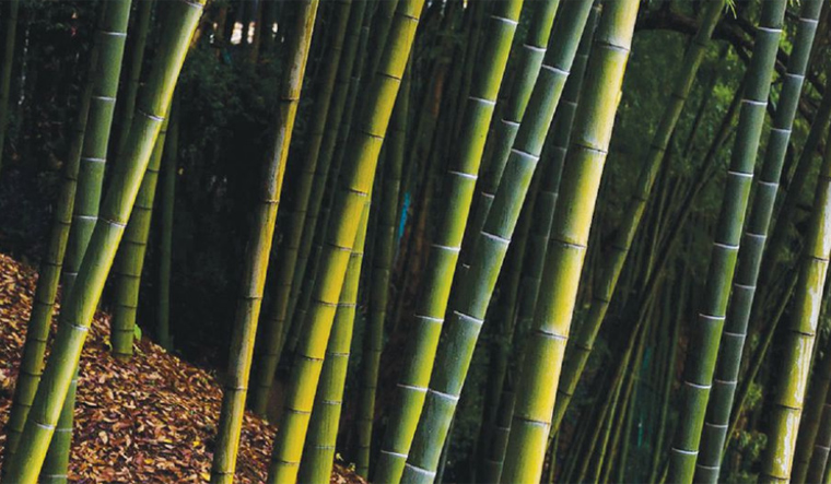 bamboo-nature-tree-reu