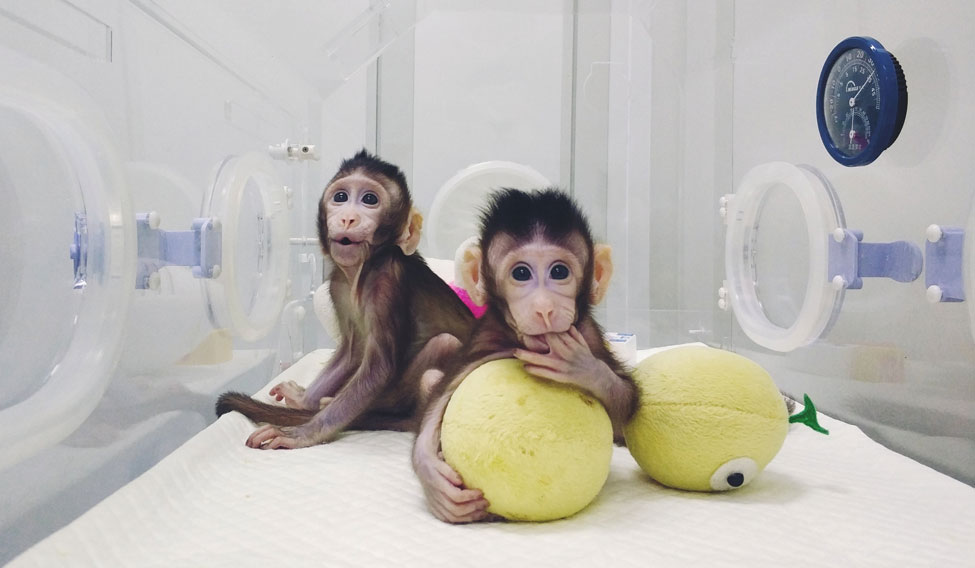 clone-monkeys-reuters