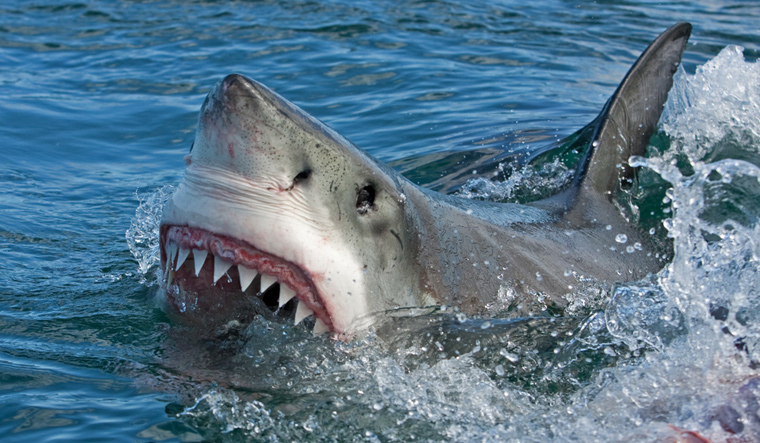 great-white-shark-endangered-species-shut