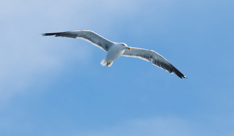 Scientists dream of designing seagull winged plane - The Week