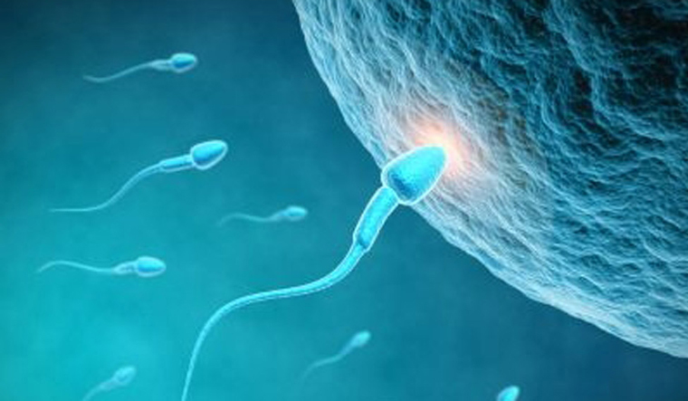 sperm-head-fertility