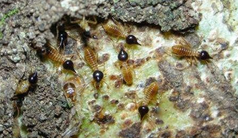 Termites rep