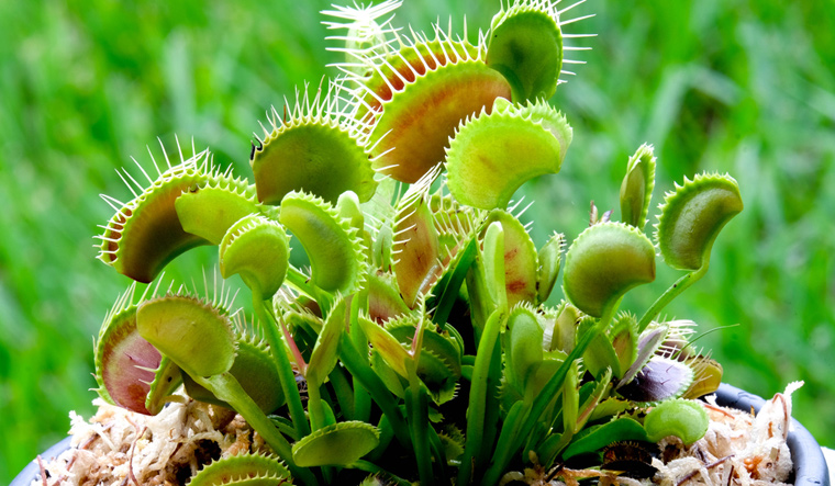 venus-flytrap-plant-potted