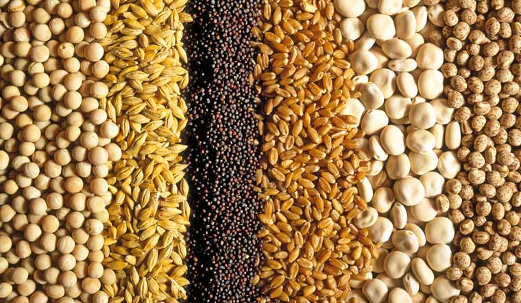 Cereal-grains-food-farm-agri-products-human-animal-feed-shut
