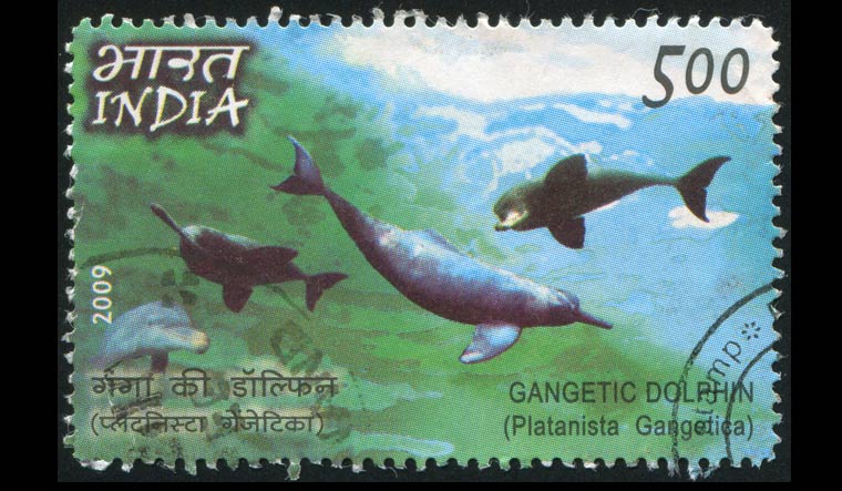 Ganga-river-Ganges-platanista-gangetics-Gangetic-Dolphin-endangered-species-shut