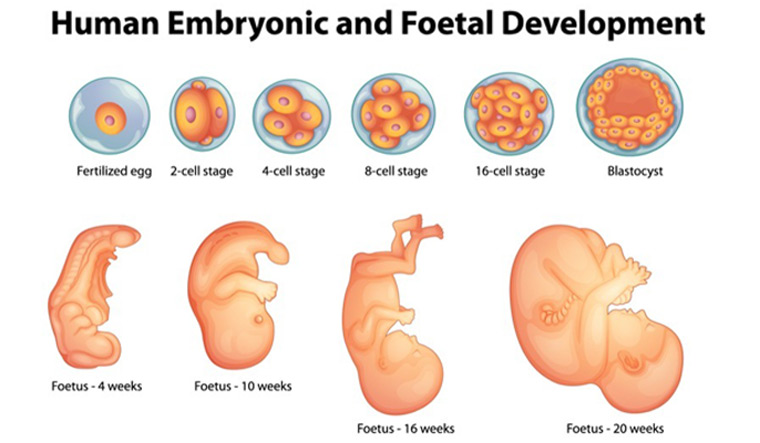 Illustration-stages-in-human-embryonic-development-Shut