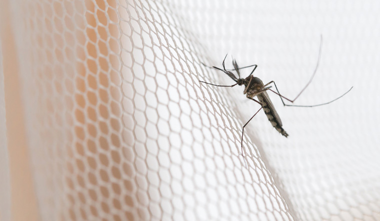 Mosquito-on-white-mosquito-wire-mesh-net-Malaria-Zica-Virus-Fever-shut