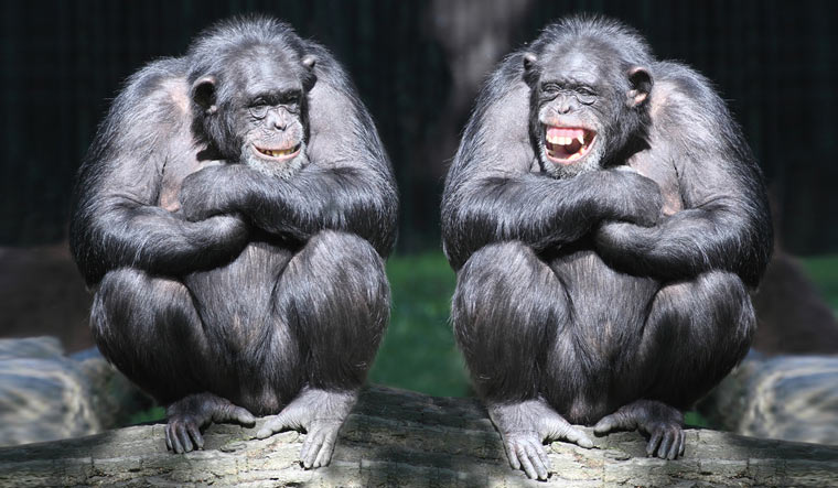 Two-chimpanzees-have-a-fun-shut