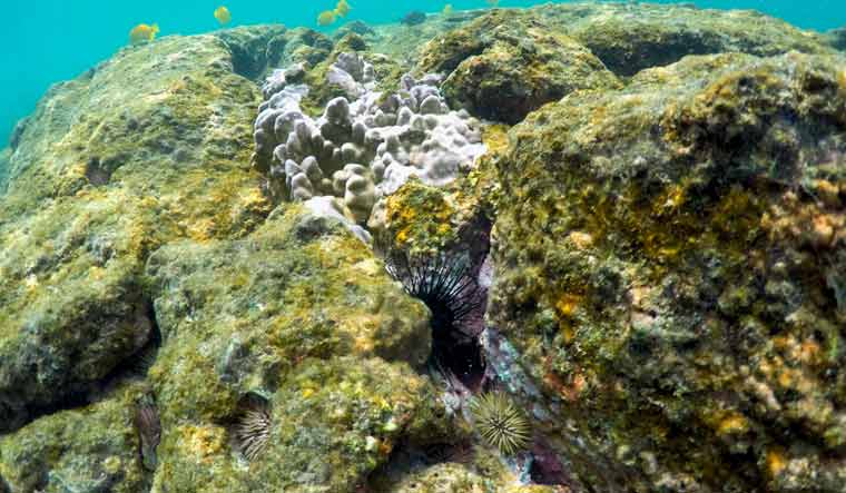 Hawaii Coral Bleaching