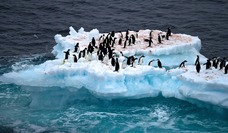 penguins-ice-antarctica-climate-shut