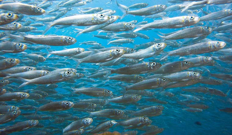 Climate change reducing fish weight in oceans, study finds - The Week