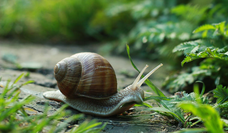 snail-moves-very-slowly-and-often-eats-garden-plants-shut
