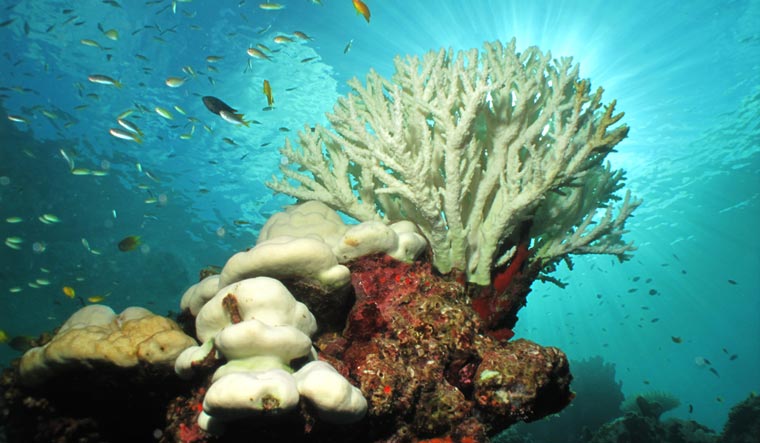 Coral-bleaching-occurs-when-sea-surface-temperatures-rise-fish-shut