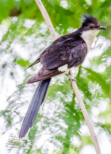 Jacobin cuckoo, pied cuckoo, or pied crested cuckoo | Shutterstock