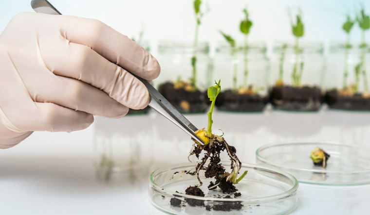 Scientist-testing-GMO-plant-biotechnology-shut
