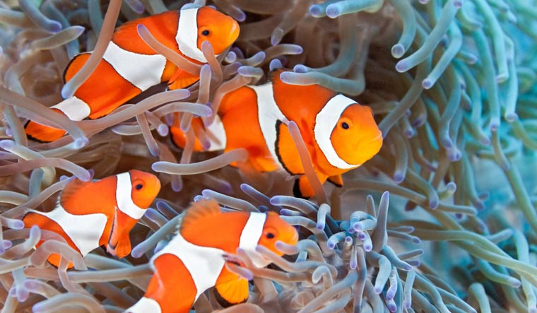 Shoal-of-clownfish-reef-sea-fish-shut