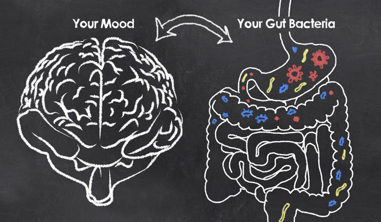 brain-gut-bacteria-food-digestive-system-stomach-shut