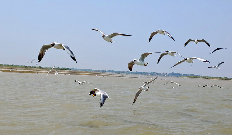 chilika-lake-odisha-Seagull-march30-2019-birds-shut