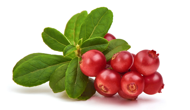 cranberry-leaves-fruit-lololikka-shut