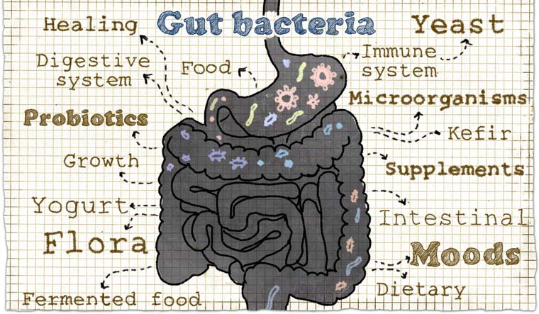 gut-bacteria-food-digestive-system-stomach-shut