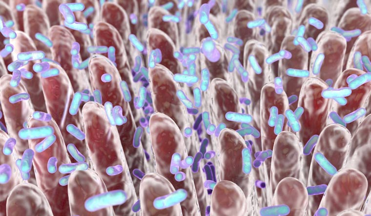 human-gut-bacteria-microbes-shut