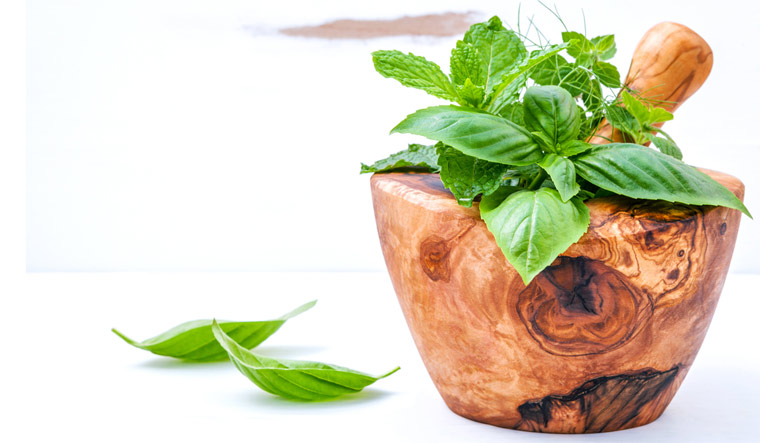 Alternative-medicine-fresh-herbs-wooden-mortar-ayurveda-basil-peppermint-shut