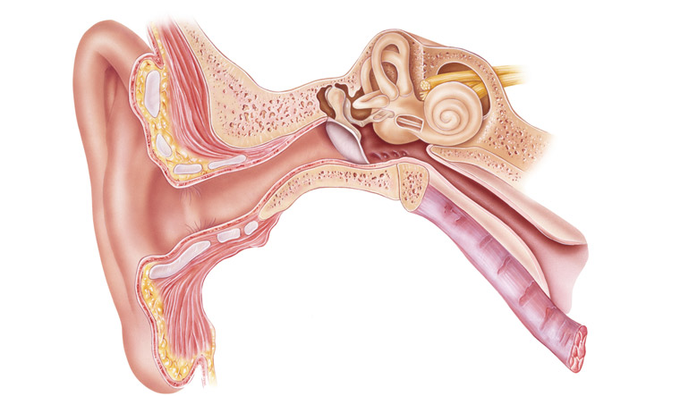 Anatomy-frontal-section-right-external-middle-internal-ear-shut