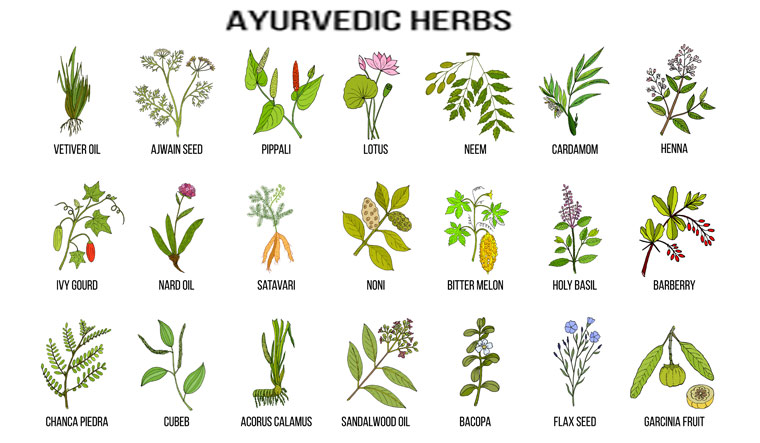 Ayurvedic-herbs-plants-ayurveda--natural-botanical-set-shut
