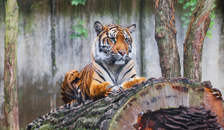 Beautiful-rare-Sumatran-Tiger-Sumatra-Panthera-tigris-sumatrae-Critically-Endangered-shut