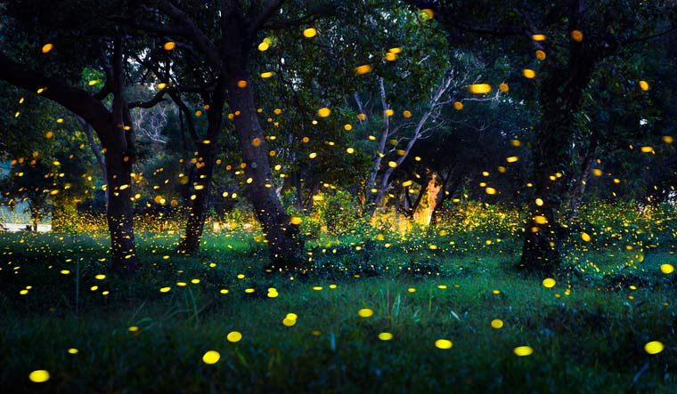 Where have all the fireflies gone?
