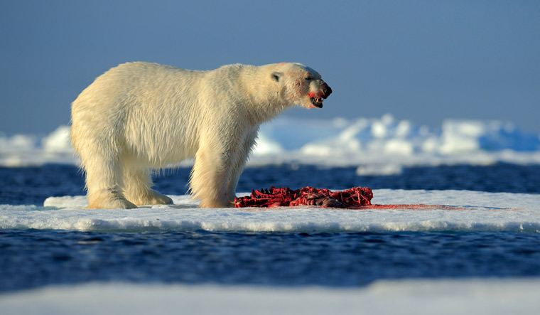White-polar-bear-on-drifting-ice-with-killed-seal-shut
