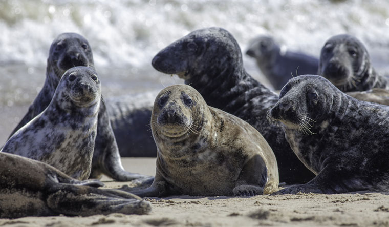 Wild-Grey-seal-colony-foreground-seals-shut