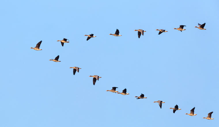 flock-of-wild-geese-flying-in-v-shape-on-blue-sky