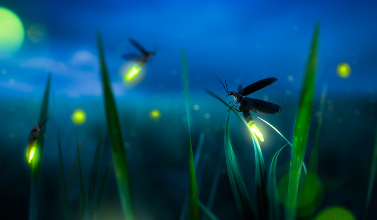 glowing-firefly-on-a-grass-filed-at-night-shut