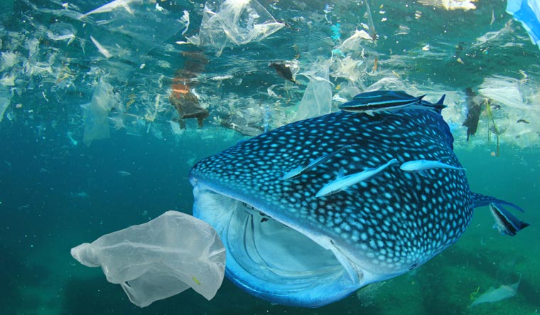 pollution-plastic-pollution-sea-water-fish-shut