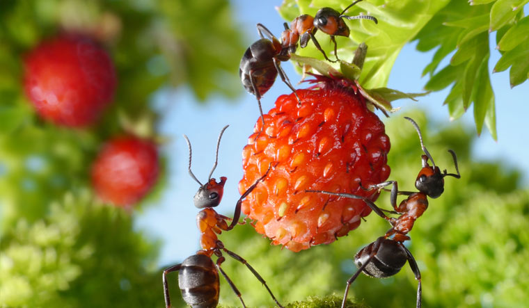 strawberry-ants-gathering-insects-agriculture-shut