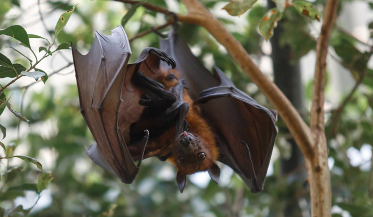 Flying-fox--fruit-bat--resting-on-the-tree-close-up-shut
