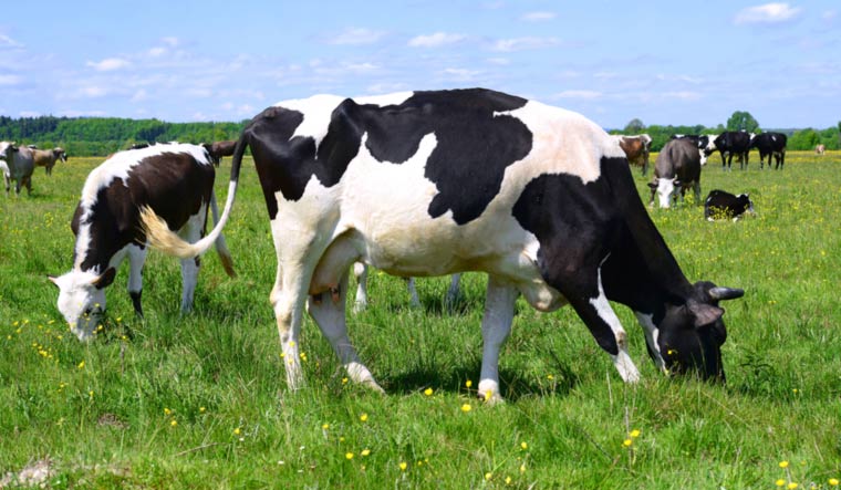 cow-grazing-field-milk-cow-cow-shut