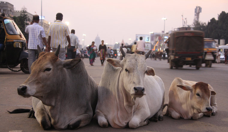 cows-cow-busy-road-traffic-relax-shut