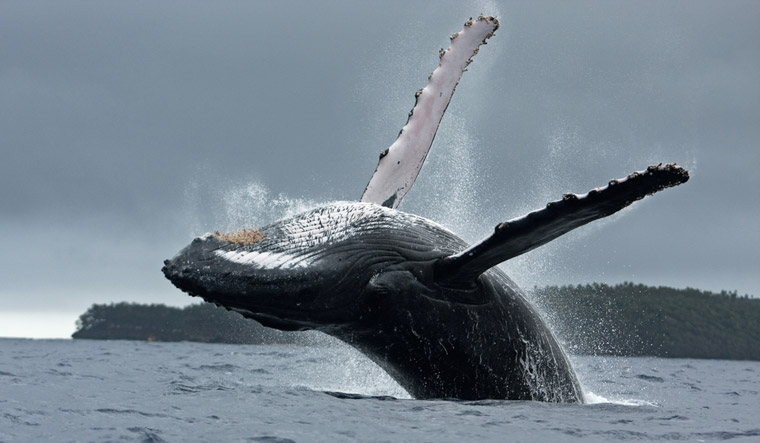 humpback-whale-shut
