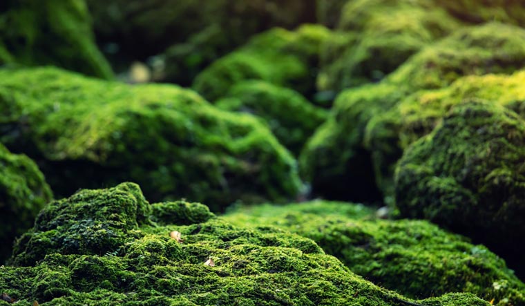 moss-garden-nature-green-shut