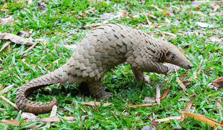 pangolins