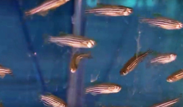 Transparency of zebrafish allows the observation of brain function and blood flow in a non-invasive and completely painless way | YouTube