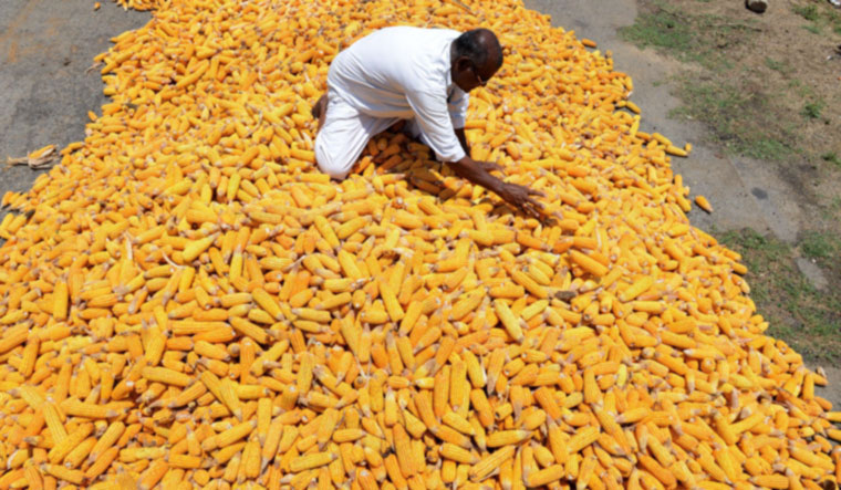 indian-farmer-dries-maize