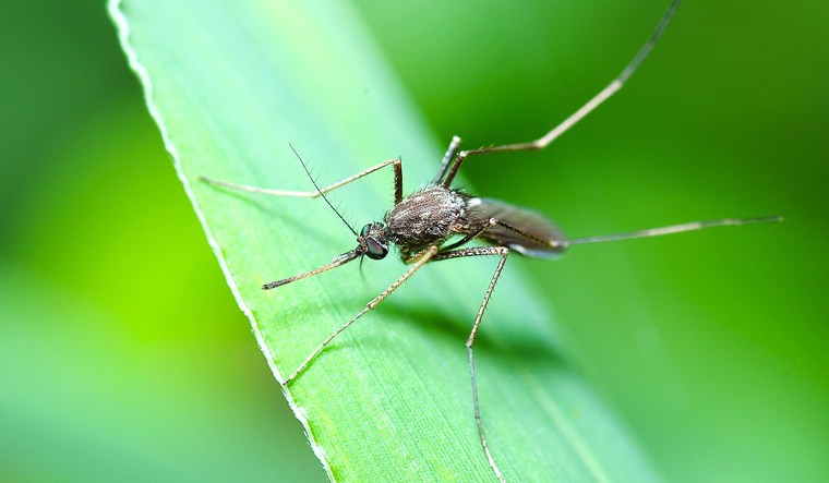 Malaria mosquito