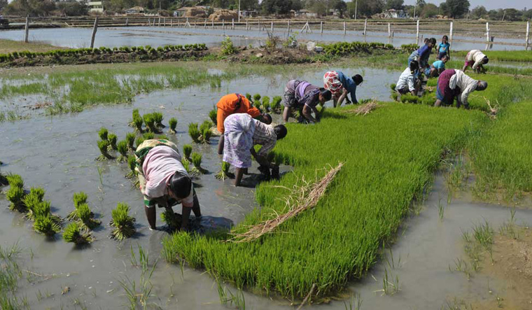 agriculture-india-paddy-filed-women-workers-afp